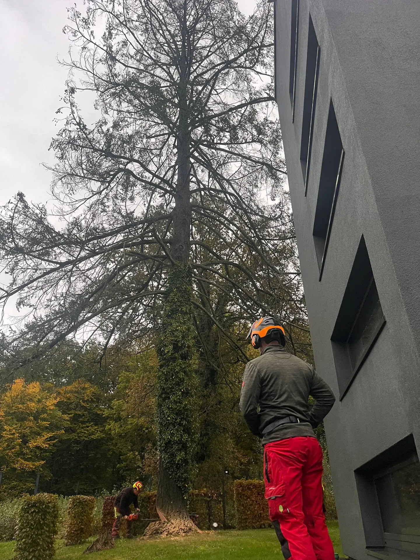 Exploitation forestière - abattage, élagage et bois de chauffage