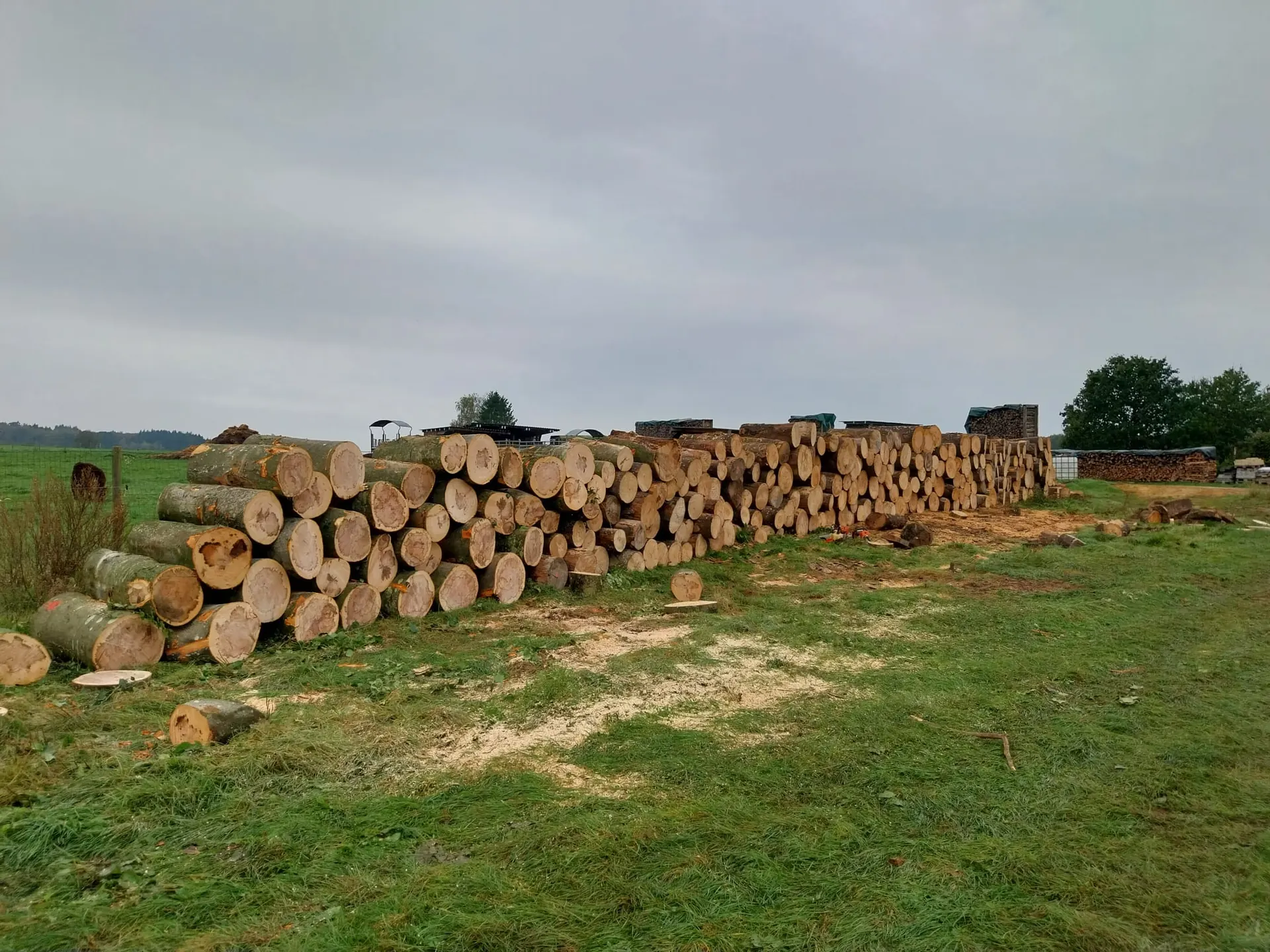 Exploitation forestière - abattage, élagage et bois de chauffage